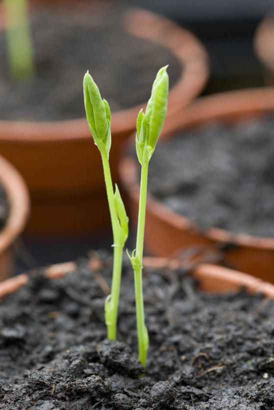 无人,竖图,室外,特写,白天,美景,植物,景观,园艺,香豌豆,绿色,自然,春天,景色,摄影,生长,清新,自然风光,秧苗,开端