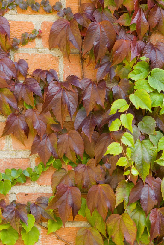 无人,攀登,竖图,室外,特写,白天,美景,植物,叶子,景观,常春藤,爬山虎,草药,中药,红色,自然,景色,摄影,自然风光,药材,中草药,爬墙虎,中药材,本草,地锦,趴山虎,巴山虎,常青藤