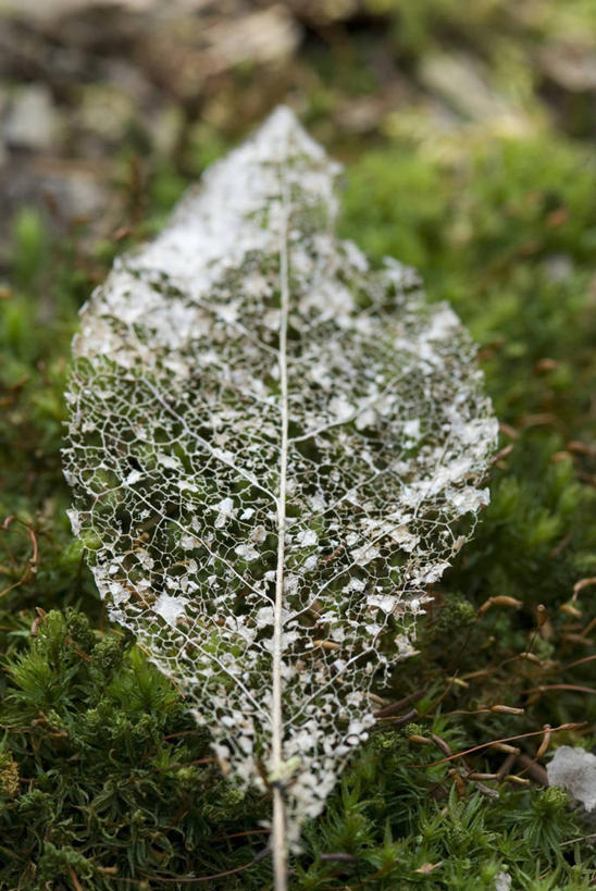 无人,竖图,室外,特写,白天,美景,植物,叶子,透明,景观,一个,自然,景色,摄影,单个,腐烂,脆弱,自然风光,式样