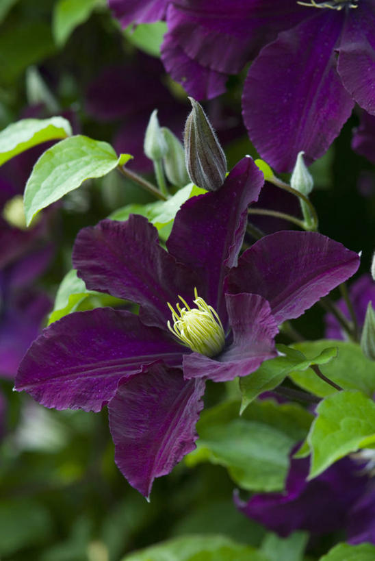 无人,攀登,竖图,室外,特写,白天,美景,植物,景观,铁线莲,花,花瓣,紫色,自然,景色,摄影,清新,自然风光