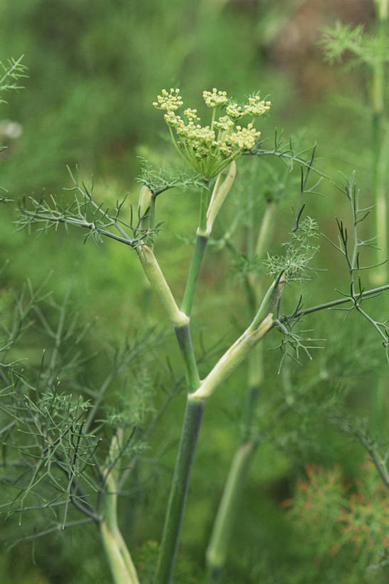 无人,竖图,室外,特写,白天,美景,植物,叶子,景观,饮食,绿色,自然,茴香,景色,摄影,草本,清新,自然风光,健康食物