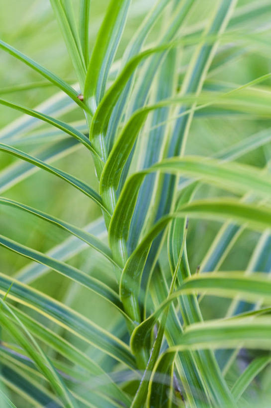 无人,竖图,室外,特写,白天,背景,美景,植物,叶子,景观,绿色,自然,景色,摄影,生长,清新,自然风光,观赏草,莎草,全画面,全框架,全帧,全画幅