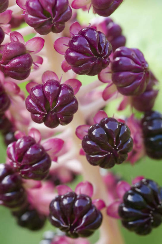 无人,竖图,室外,特写,白天,美景,植物,浆果,水果,光线,景观,光芒,饮食,自然,景色,摄影,清新,自然风光,美洲商陆