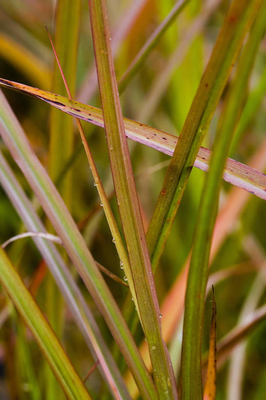 无人,竖图,室外,特写,白天,美景,植物,叶子,景观,红色,自然,景色,摄影,清新,自然风光,观赏草,全画面,全框架,全帧,印度草,全画幅
