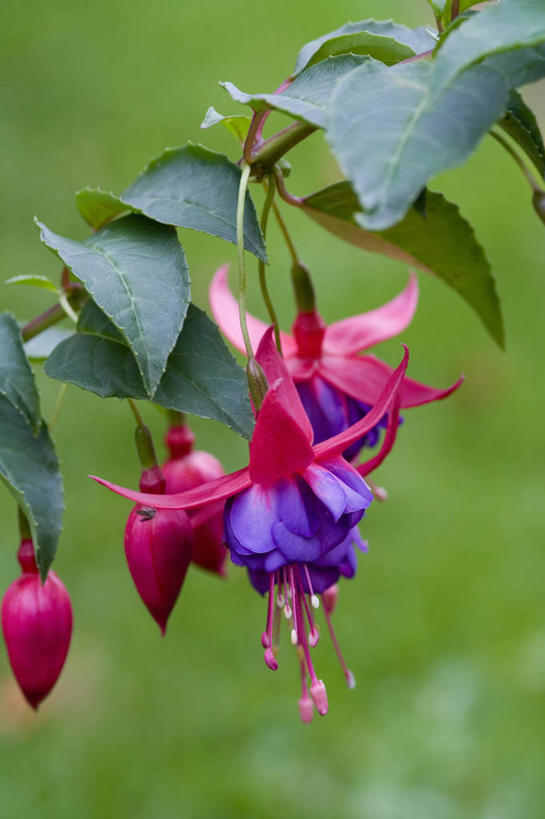 无人,竖图,室外,特写,白天,美景,植物,景观,花,粉色,紫色,自然,景色,摄影,清新,自然风光,军队