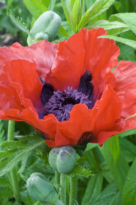 无人,竖图,室外,特写,白天,美景,植物,景观,标记,花,花瓣,红色,自然,景色,摄影,清新,自然风光,式样