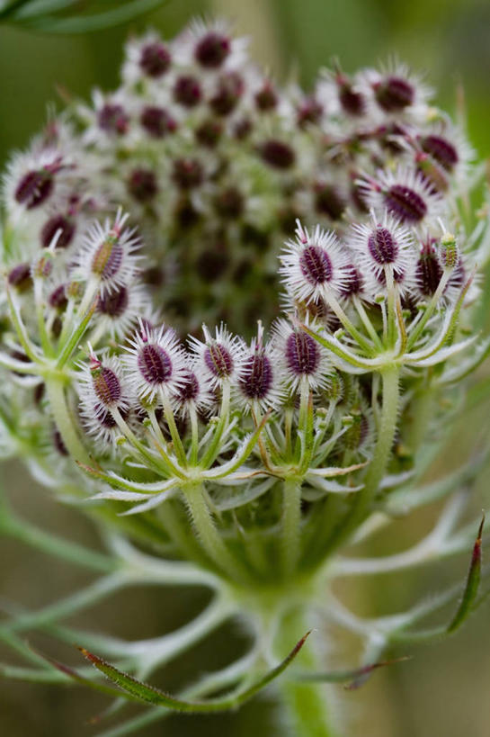 无人,竖图,室外,特写,白天,美景,植物,胡萝卜,开,景观,饮食,自然,景色,诱惑,摄影,自然风光