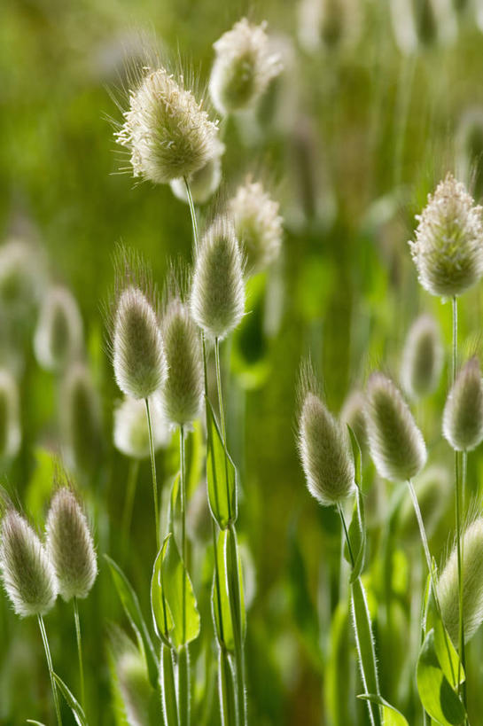 无人,竖图,室外,特写,白天,美景,植物,景观,水滴,紫色,自然,景色,摄影,自然风光,观赏草