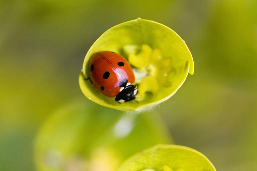 无人,横图,室外,白天,美景,植物,野生动物,瓢虫,昆虫,天牛,斑点,景观,红色,自然,景色,摄影,清新,自然风光,甲虫