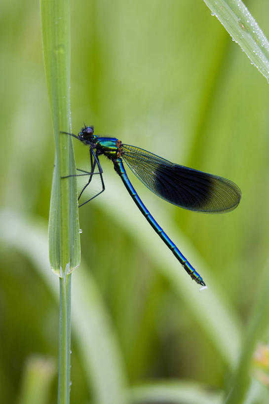 无人,竖图,室外,特写,白天,美景,植物,野生动物,昆虫,景观,蓝色,自然,景色,摄影,清新,自然风光,豆娘