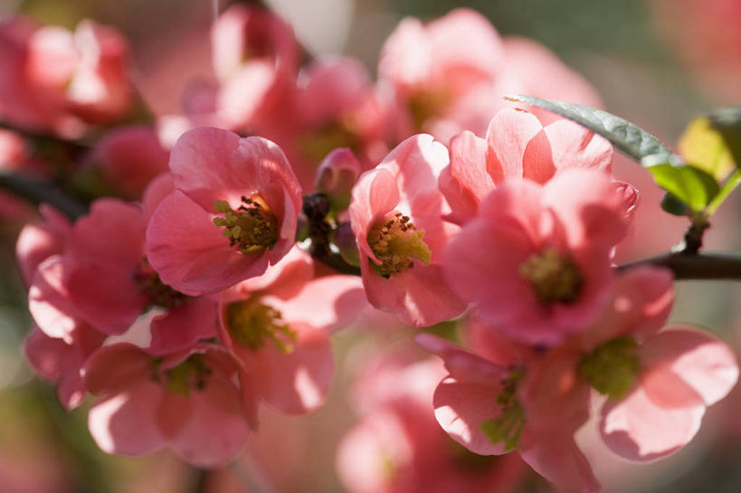 无人,横图,室外,特写,白天,美景,植物,木瓜,景观,花,粉色,自然,景色,摄影,灌木,清新,自然风光,逆光,茶花