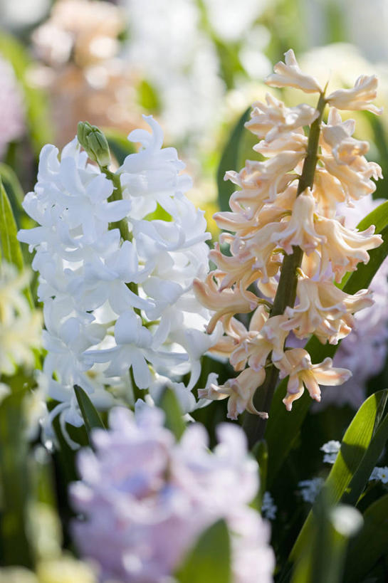 无人,竖图,室外,特写,白天,美景,植物,风信子,景观,花,自然,香水,景色,摄影,生长,清新,自然风光