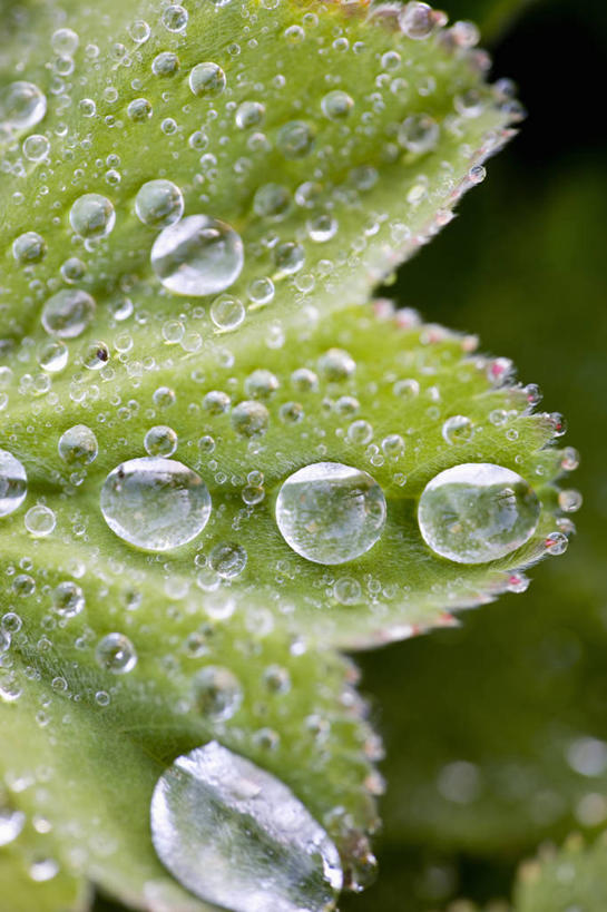 无人,竖图,室外,特写,白天,美景,水,雨,植物,叶子,湿,景观,绿色,自然,景色,摄影,生长,清新,自然风光,开端,全画面,全框架,全帧,斗蓬草,全画幅