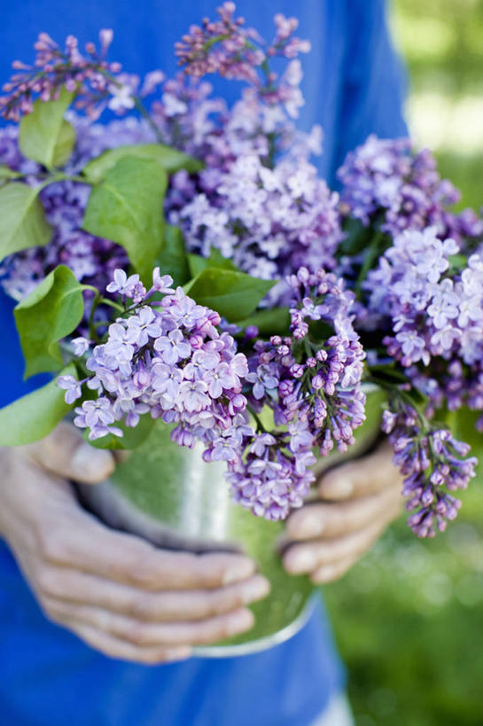 中年人,手,无人,竖图,室外,特写,白天,美景,植物,丁香花,静物,景观,园艺,花,紫色,自然,春天,景色,人体,摄影,清新,自然风光
