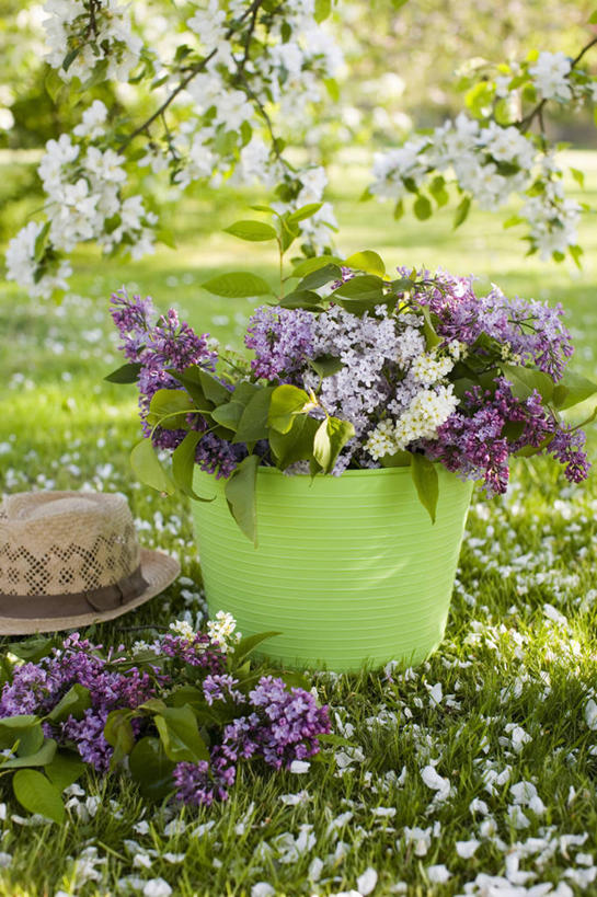 无人,竖图,室外,白天,美景,植物,丁香花,静物,草帽,景观,花,花朵,自然,花束,春天,景色,摄影,清新,自然风光