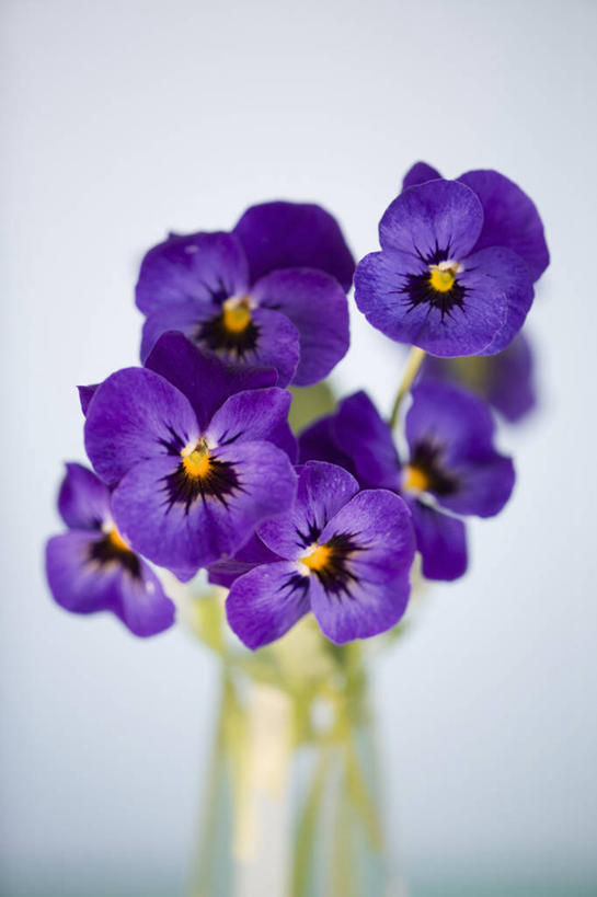 无人,竖图,室内,特写,白天,美景,植物,静物,花瓶,景观,串,花,花瓣,紫色,自然,花束,春天,景色,摄影,脆弱,清新,自然风光,三色紫罗兰,影棚拍摄