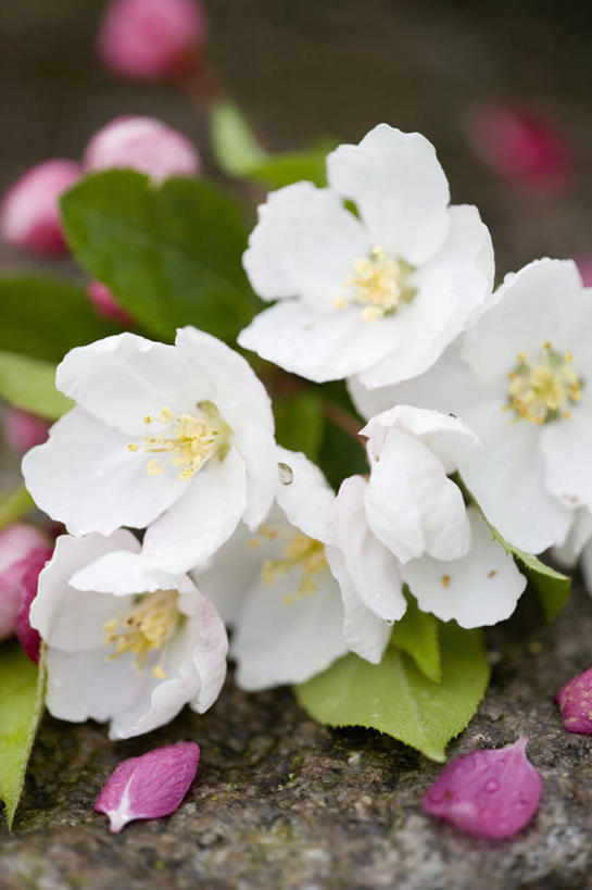 无人,竖图,室外,特写,白天,美景,植物,苹果,景观,花,花朵,白色,自然,春天,景色,摄影,清新,自然风光,苹果花