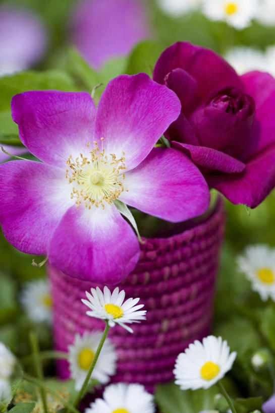 无人,竖图,室外,特写,白天,美景,植物,玫瑰,静物,景观,雏菊,花,粉色,自然,花束,景色,摄影,清新,自然风光,野玫瑰