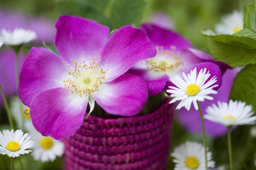 无人,横图,室外,特写,白天,美景,植物,玫瑰,静物,景观,雏菊,花,花瓣,粉色,自然,花束,夏天,景色,摄影,清新,自然风光,野玫瑰