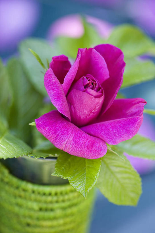 无人,竖图,彩色,室外,特写,白天,美景,植物,玫瑰,静物,景观,浪漫,花,粉色,自然,花束,景色,摄影,五颜六色,色彩斑斓,清新,自然风光,五彩缤纷,五彩斑斓,野玫瑰,五光十色,爱