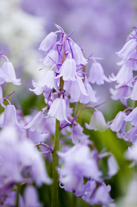 无人,竖图,室外,特写,白天,美景,植物,景观,花,粉色,自然,春天,景色,摄影,清新,自然风光,野风信子