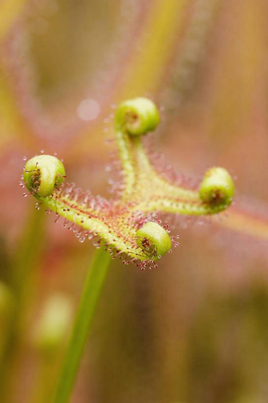 无人,竖图,室外,特写,白天,美景,植物,景观,绿色,自然,景色,摄影,生长,成长,清新,自然风光,茅膏菜