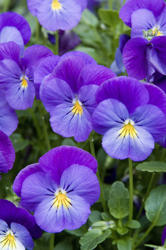 无人,竖图,室外,特写,白天,美景,植物,紫罗兰,景观,花,花瓣,紫色,自然,夏天,景色,摄影,自然风光