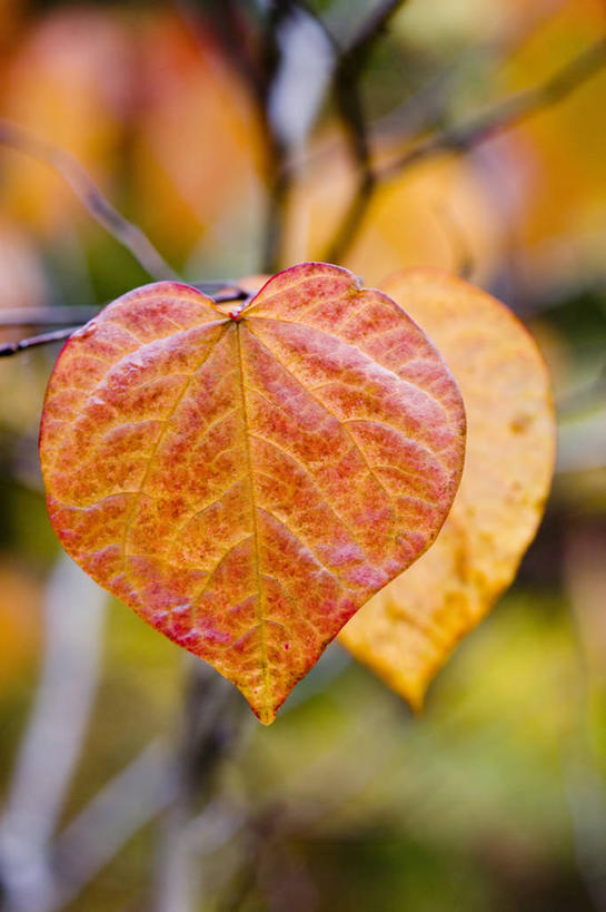 无人,竖图,室外,特写,白天,美景,植物,叶子,景观,自然,橙色,景色,摄影,生长,自然风光,紫荆树,紫叶加拿大紫荆