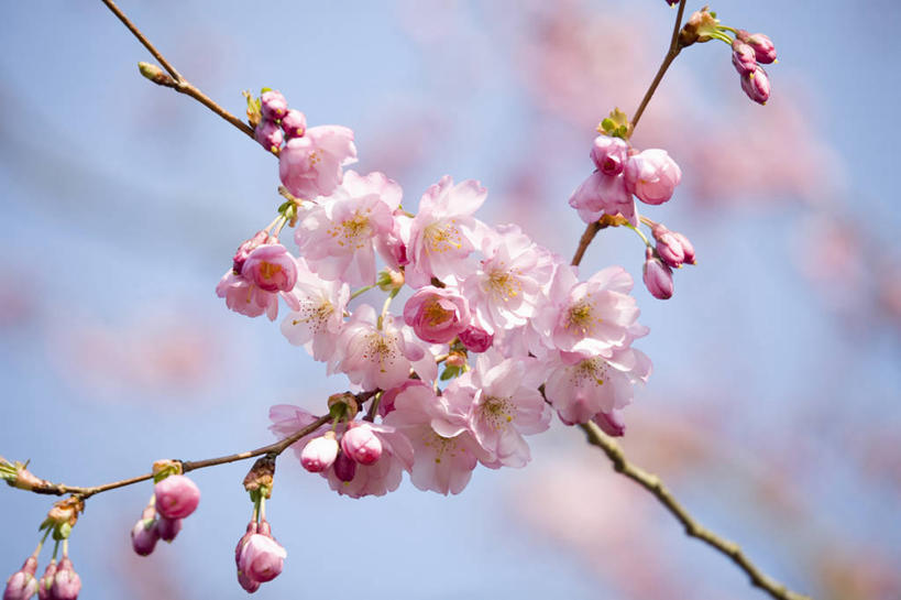 无人,横图,室外,白天,美景,植物,樱花,景观,果树,樱桃树,花,花朵,树,树木,粉色,蓝色,绿色,天空,自然,春天,景色,摄影,生长,成长,清新,自然风光,全画面,全框架,全帧,全画幅