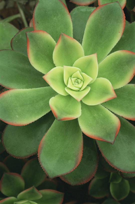 无人,竖图,室外,特写,白天,美景,植物,纸风车,叶子,景观,绿色,自然,景色,摄影,清新,自然风光,全画面,全框架,全帧,肉质植物,全画幅