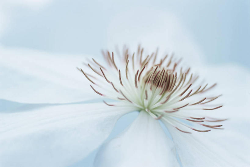 无人,横图,特写,美景,植物,蓝色背景,盛开,景观,铁线莲,花蕾,花,花瓣,花朵,鲜花,一朵,一个,白色,自然,花苞,花蕊,景色,摄影,单个,脆弱,雄蕊,清新,自然风光,全画面,全框架,全帧,影棚拍摄,全画幅,白日梦