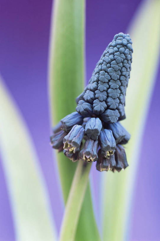 无人,竖图,美景,植物,紫色背景,盛开,景观,花蕾,花,花瓣,花朵,鲜花,一朵,紫色,自然,春天,花苞,花蕊,景色,摄影,自然风光,葡萄风信子,影棚拍摄
