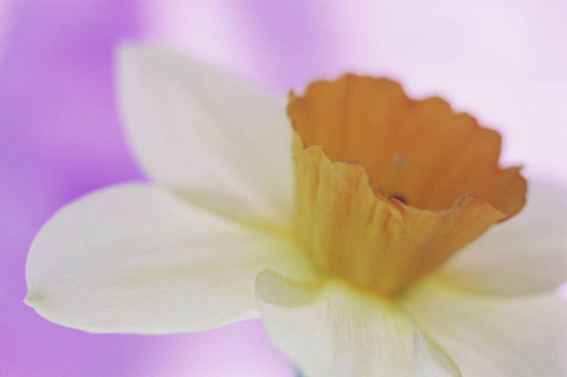 无人,横图,特写,美景,植物,水仙花,静物,粉色背景,景观,花,花瓣,粉色,自然,春天,景色,摄影,清新,自然风光,影棚拍摄