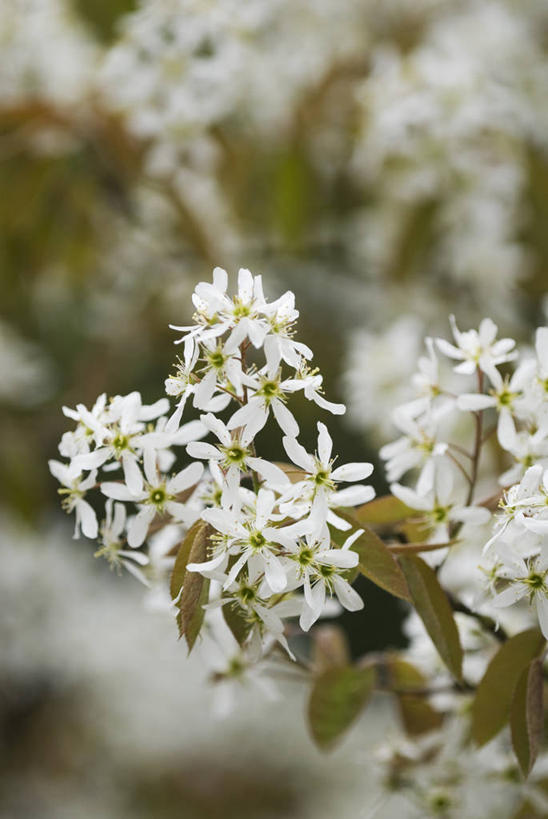 无人,竖图,室外,特写,白天,留白,美景,植物,景观,花,花瓣,花朵,白色,自然,春天,景色,摄影,灌木,环境,自然风光,柔焦,落叶树,彩图,月