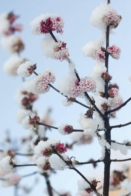 无人,竖图,室外,特写,白天,美景,雪,植物,景观,冬天,枝,黎明,花,花瓣,粉色,蓝色,天空,自然,景色,寒冷,摄影,灌木,环境,自然风光,苍白,落叶树,彩图,全画面,全框架,全帧,全画幅,月,二月