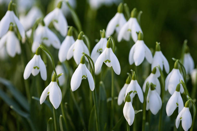 无人,横图,室外,特写,白天,美景,景观,花,花瓣,绿色,白色,自然,春天,景色,摄影,生长,环境,早晨,清新,自然风光,肖像,柔焦,雪花莲,彩图,全画面,全框架,全帧,全画幅,月,二月