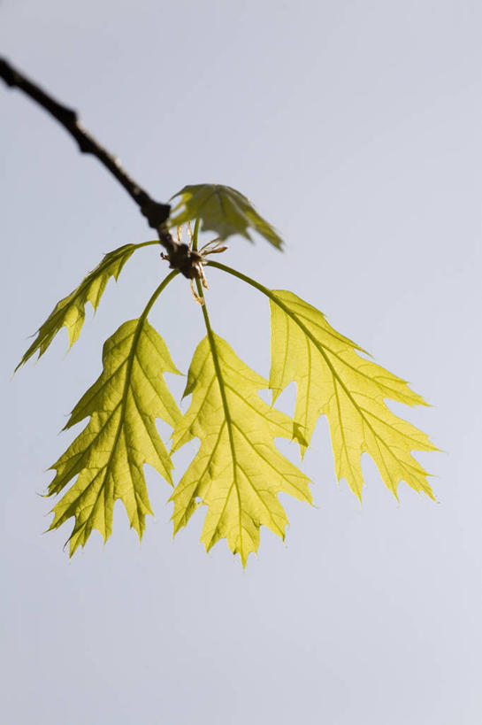 无人,竖图,俯视,室外,特写,白天,留白,射击,美景,植物,柳树,叶子,半透明,景观,枝,树,蓝色,天空,自然,春天,景色,摄影,生长,环境,清新,自然风光,橡树,逆光,落叶树,叶脉,彩图,高角度拍摄,褪色柳