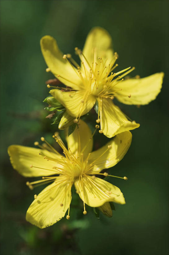无人,竖图,室外,特写,白天,美景,植物,药,景观,花,花瓣,黄色,自然,医疗用品,夏天,景色,摄影,环境,草本,清新,自然风光,柔焦,彩图