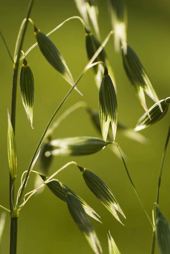 无人,竖图,室外,特写,白天,农业,美景,植物,日光,药,公文包,景观,田地,粥,食品,种子,燕麦,胶囊,草,绿色,自然,景色,摄影,环境,自然风光,逆光,彩图,全画面,全框架,全帧,全画幅