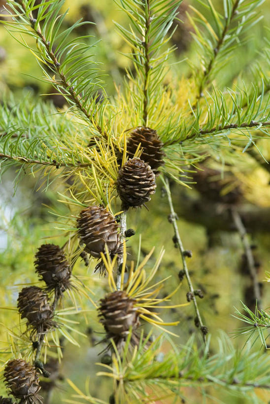 无人,竖图,室外,特写,白天,美景,植物,叶子,景观,松果,枝,树,黄色,绿色,自然,景色,摄影,环境,注射器,自然风光,落叶树,落叶松,常绿树,秋天,针叶树,彩图,全画面,全框架,全帧,日本落叶松,全画幅