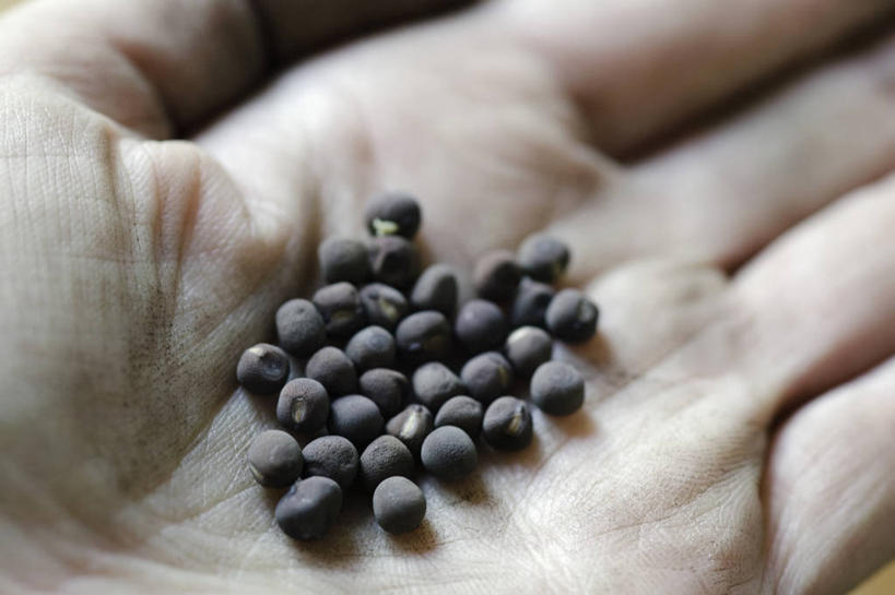 手,手掌,一个人,横图,室外,特写,白天,留白,微距,美景,一把,种植,花环,景观,园艺,香豌豆,种子,拿着,自然,景色,播种,人体,摄影,生长,部分,环境,豌豆花,自然风光,开端,彩图