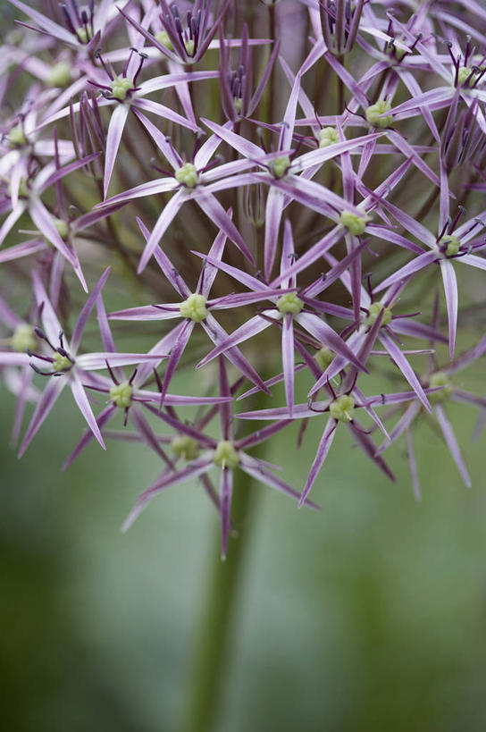 无人,竖图,俯视,室外,白天,留白,美景,植物,形状,锐利,景观,花,花瓣,一个,紫色,自然,春天,星形,景色,摄影,单个,部分,环境,锋利,尖锐,脆弱,自然风光,苍白,彩图,高角度拍摄,洋葱花