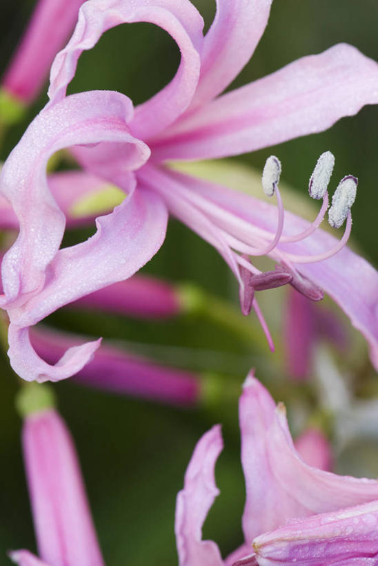 无人,竖图,室外,特写,白天,美景,植物,景观,花,花瓣,粉色,自然,景色,摄影,环境,雄蕊,清新,自然风光,柔焦,苍白,秋天,彩图,全画面,全框架,全帧,全画幅,月