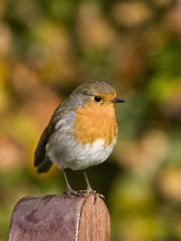 乳房,无人,竖图,室外,特写,白天,留白,侧面,美景,植物,野生动物,鸟类,知更鸟,景观,园艺,红色,自然,动物,景色,摄影,栖息,环境,自然风光,胸部,彩图