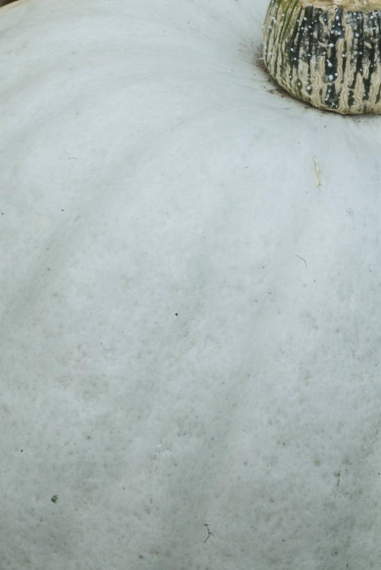 无人,竖图,室外,特写,白天,留白,微距,美景,植物,南瓜,蔬菜,静物,景观,生食,食品,果皮,饮品,饮食,食物,饮料,一个,蓝色,绿色,自然,景色,季节,摄影,生长,单个,部分,环境,可口,自然风光,柔焦,苍白,王子,适口,设计,秋天,彩图,全画面,全框架,全帧,全画幅