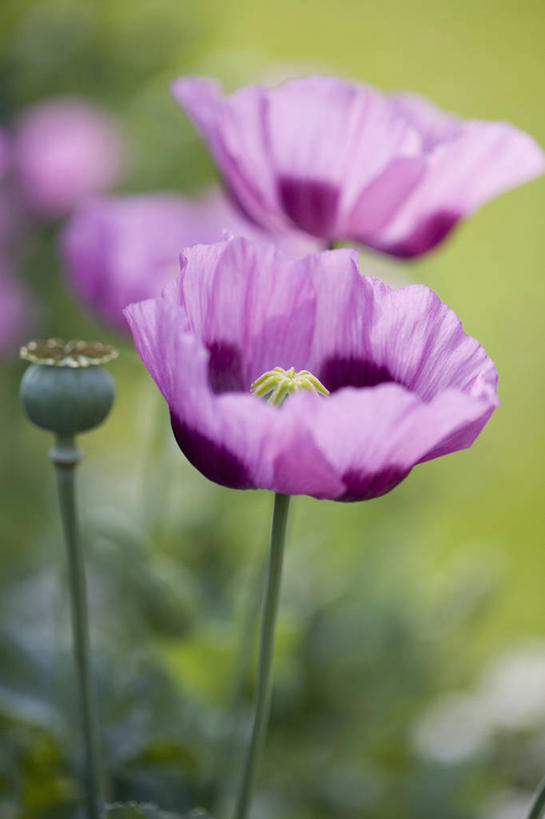 无人,竖图,室外,特写,白天,留白,美景,植物,罂粟,景观,毛茛,草药,药草,中药,花,花瓣,紫色,自然,夏天,景色,摄影,环境,清新,自然风光,药材,中草药,柔焦,中药材,本草,老虎脚爪草,鱼疔草,鸦片,彩图,全画面,全框架,全帧,全画幅,月