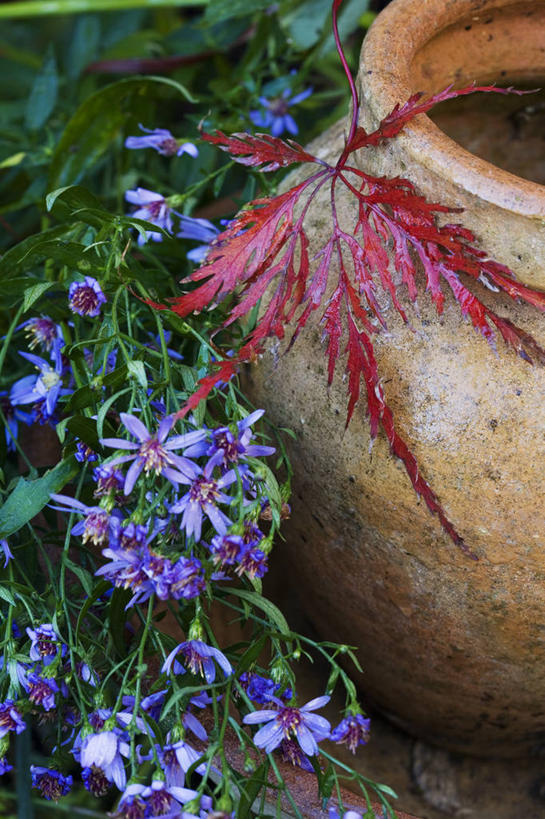 无人,竖图,室外,特写,白天,美景,枫树,叶子,花盆,景观,雏菊,花,树,红色,自然,陶器,景色,季节,转,摄影,落下,环境,自然风光,改变,落叶树,紫苑,潟湖,石榴石,秋天,鸡爪枫,彩图,全画面,全框架,全帧,蓝湖,全画幅,多年生植物