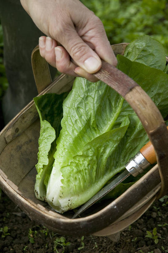 成年人,手,一个人,竖图,室外,特写,白天,留白,农业,农作物,美景,蔬菜,叶子,仅一个女性,朦胧,模糊,新鲜,木制,篮子,景观,田地,园艺,生菜,莴苣,生食,沙拉,食品,绿叶,饮品,拿着,设备,饮食,物品,食物,饮料,两个,一个,绿色,自然,职业,嫩叶,景色,人体,摄影,有机食品,绿色食品,生活方式,单个,部分,环境,可口,清新,运送,自然风光,选择,春菜,鹅仔菜,莴仔菜,千金菜,叶用莴苣,适口,女人,女性,叶,叶片,烹调用具,彩图,全画面,全框架,全帧,罗马生菜,全画幅