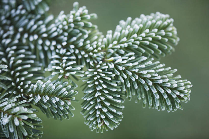 无人,横图,室外,特写,白天,留白,美景,植物,松树,叶子,圣诞节,景观,圣诞树,枝,霜,树,自然,景色,积极,摄影,冷杉,生长,环境,注射器,枞树,自然风光,杉树,努力,常绿树,高尚,才华,责任,针叶树,彩图,全画面,全框架,全帧,全画幅,法定假日