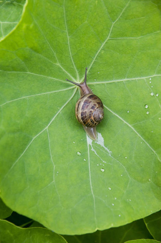 无人,竖图,室外,特写,白天,留白,美景,野生动物,叶子,蜗牛,景观,园艺,饮食,绿色,自然,动物,景色,摄影,环境,自然风光,旱金莲花,害虫,腹足动物,水芹,彩图,全画面,全框架,全帧,全画幅